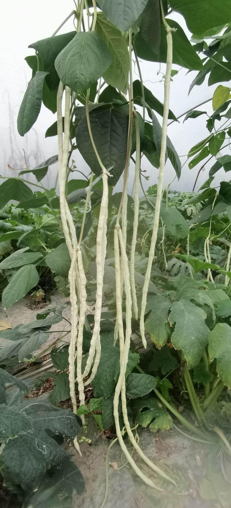 豇豆种子白马王子长条厚肉顺直白豇豆结荚密抗病产量高