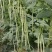 豇豆种子白马王子长条厚肉顺直白豇豆结荚密抗病产量高