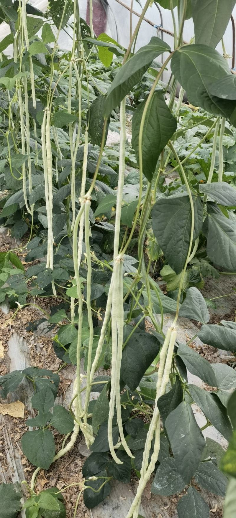 豇豆种子白马王子长条厚肉顺直白豇豆结荚密抗病产量高