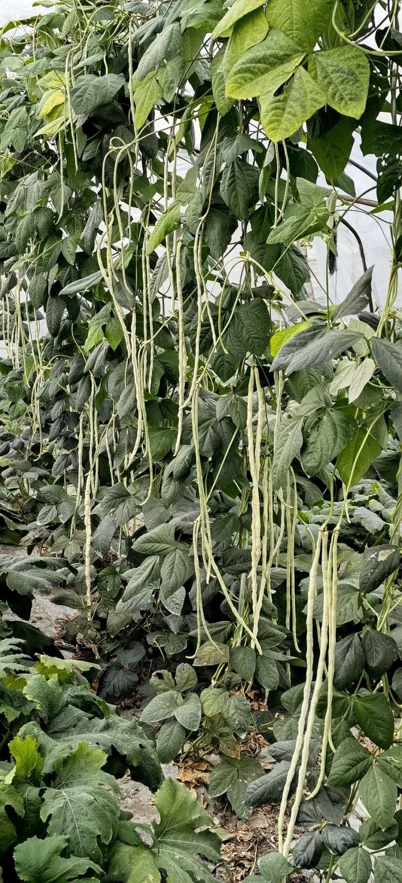 豇豆种子白马王子长条厚肉顺直白豇豆结荚密抗病产量高