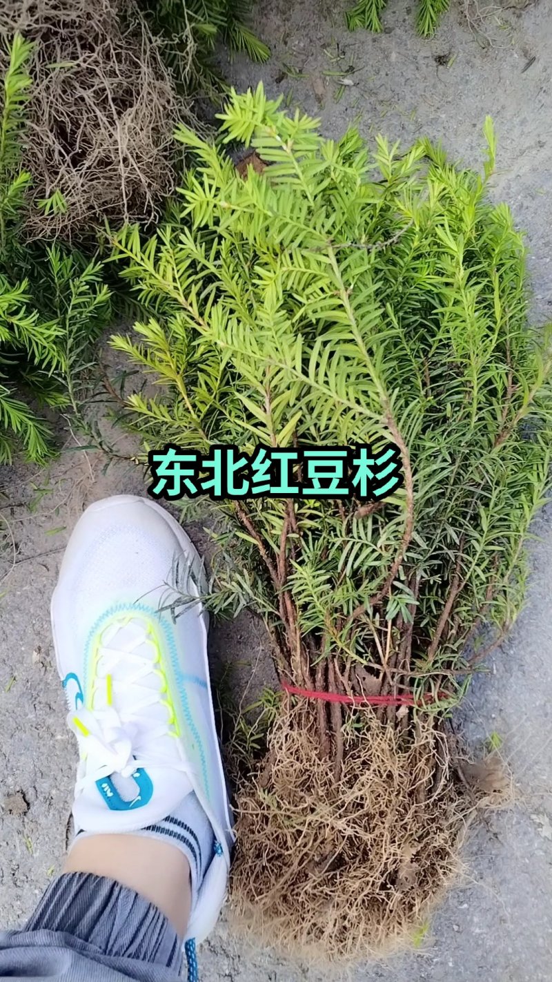 红豆杉苗东北红豆杉苗吉林红豆杉