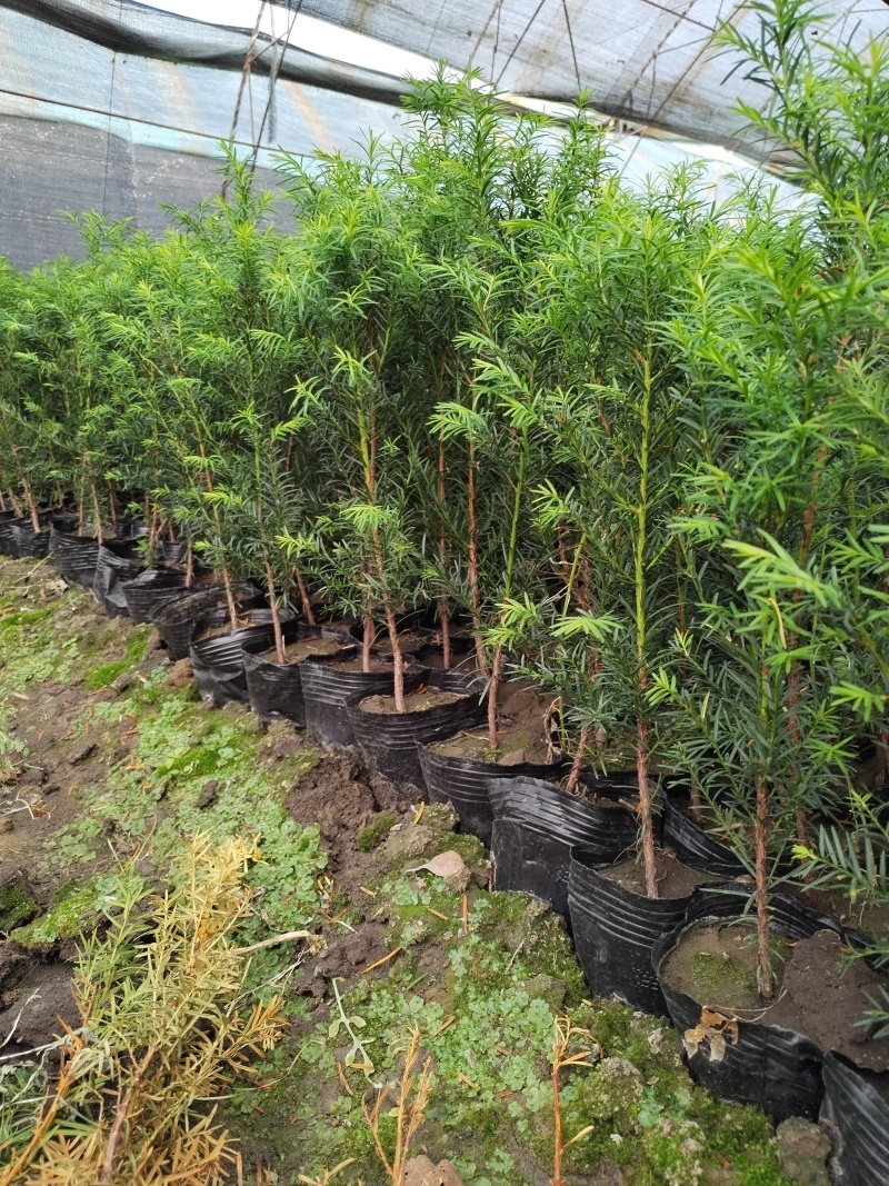 红豆杉苗东北红豆杉苗吉林红豆杉