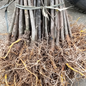厚皮川黄柏