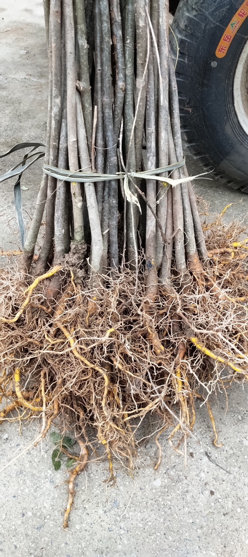 厚皮川黄柏
