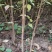 厚皮川黄柏