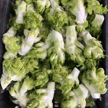 儿莱头儿菜仔娃娃菜腌菜厂电商平台供应