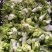儿莱头儿菜仔娃娃菜腌菜厂电商平台供应