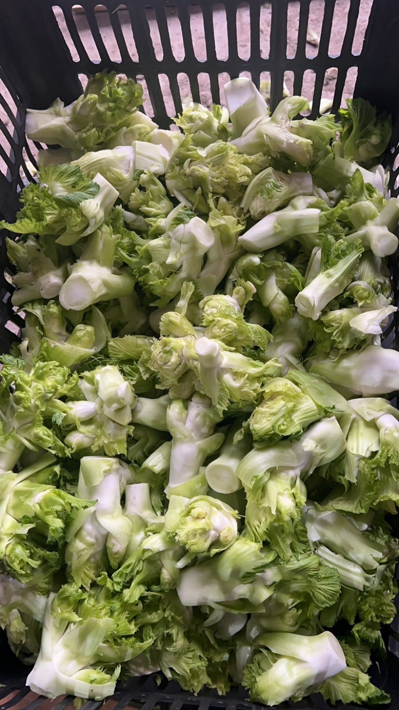 儿莱头儿菜仔娃娃菜腌菜厂电商平台供应