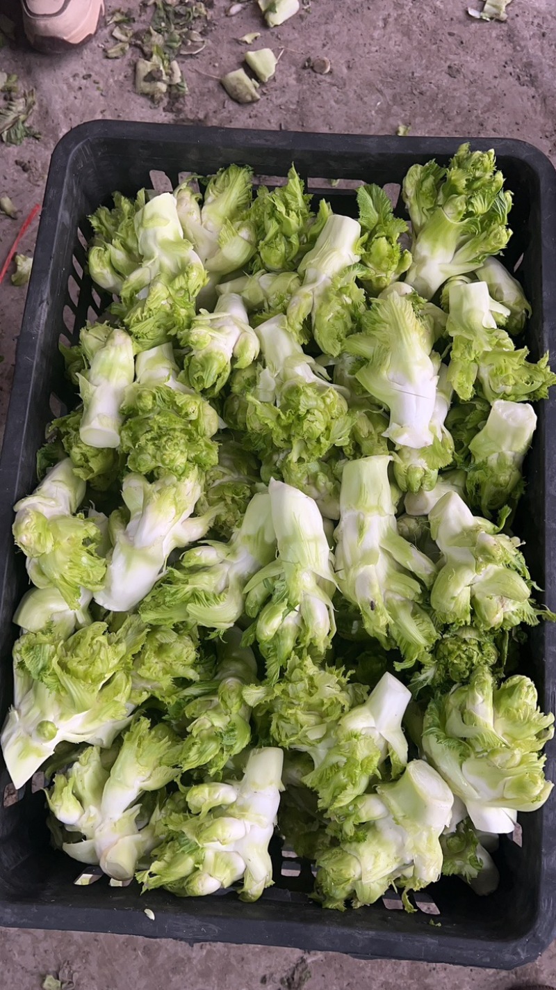 儿莱头儿菜仔娃娃菜腌菜厂电商平台供应