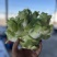 儿莱头儿菜仔娃娃菜腌菜厂电商平台供应