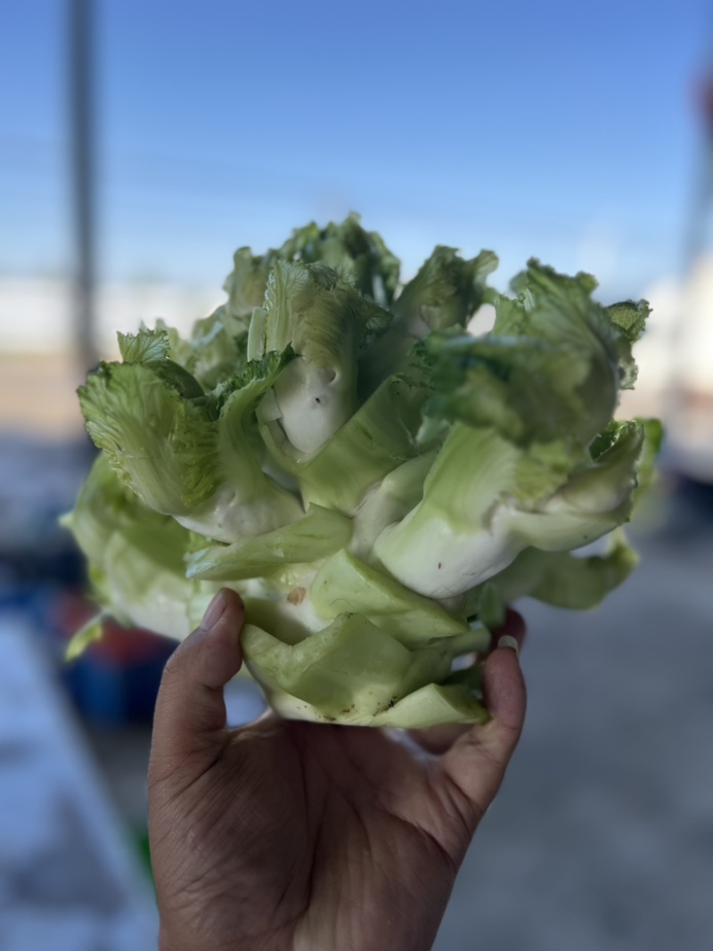 儿莱头儿菜仔娃娃菜腌菜厂电商平台供应
