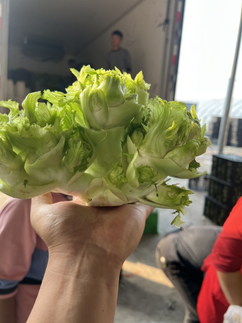 儿莱头儿菜仔娃娃菜腌菜厂电商平台供应