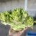 儿莱头儿菜仔娃娃菜腌菜厂电商平台供应