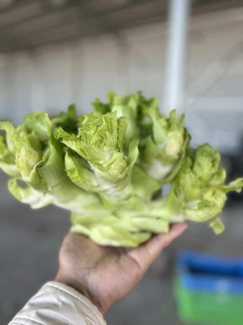 儿莱头儿菜仔娃娃菜腌菜厂电商平台供应