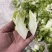 儿莱头儿菜仔娃娃菜腌菜厂电商平台供应