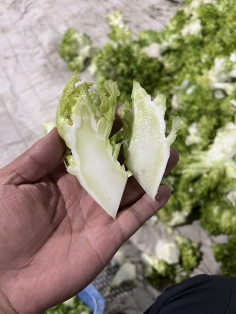 儿莱头儿菜仔娃娃菜腌菜厂电商平台供应
