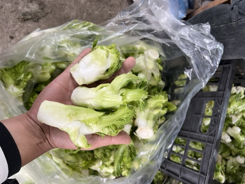 儿莱头儿菜仔娃娃菜腌菜厂电商平台供应
