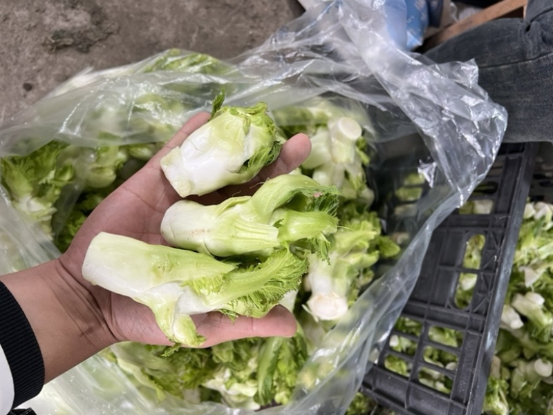 儿莱头儿菜仔娃娃菜腌菜厂电商平台供应