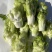 儿莱头儿菜仔娃娃菜腌菜厂电商平台供应