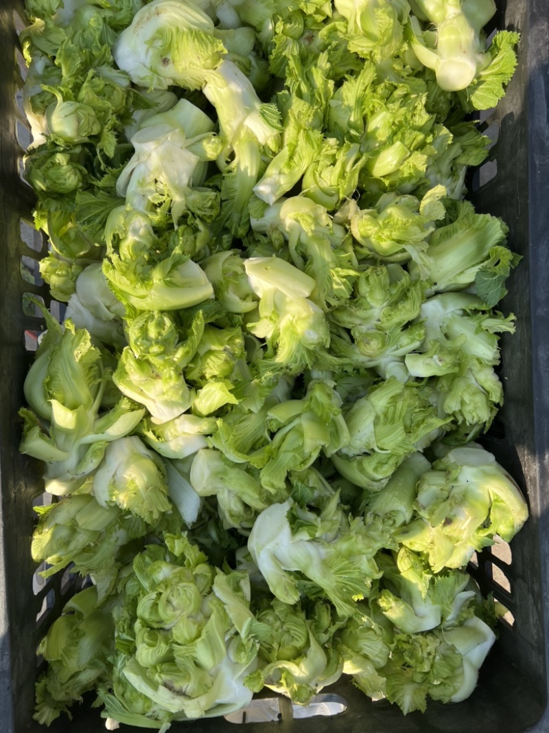 儿莱头儿菜仔娃娃菜腌菜厂电商平台供应