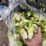 儿莱头儿菜仔娃娃菜腌菜厂电商平台供应