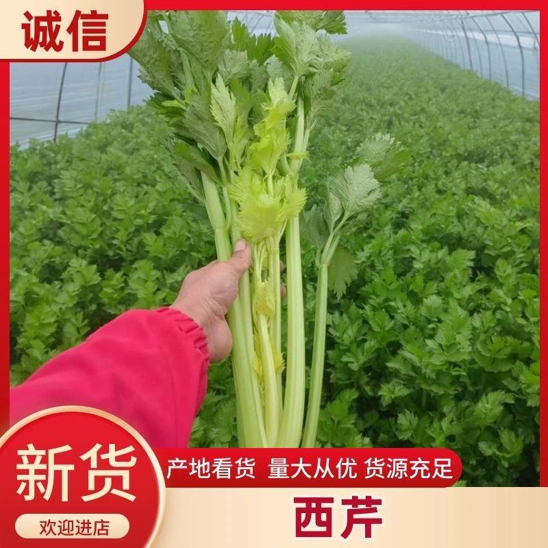 陕西大棚芹菜芹菜批发产地直供玻璃翠芹菜大量上市质优价廉