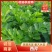 陕西大棚芹菜芹菜批发产地直供玻璃翠芹菜大量上市质优价廉