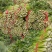 陕西大棚芹菜芹菜批发产地直供玻璃翠芹菜大量上市质优价廉