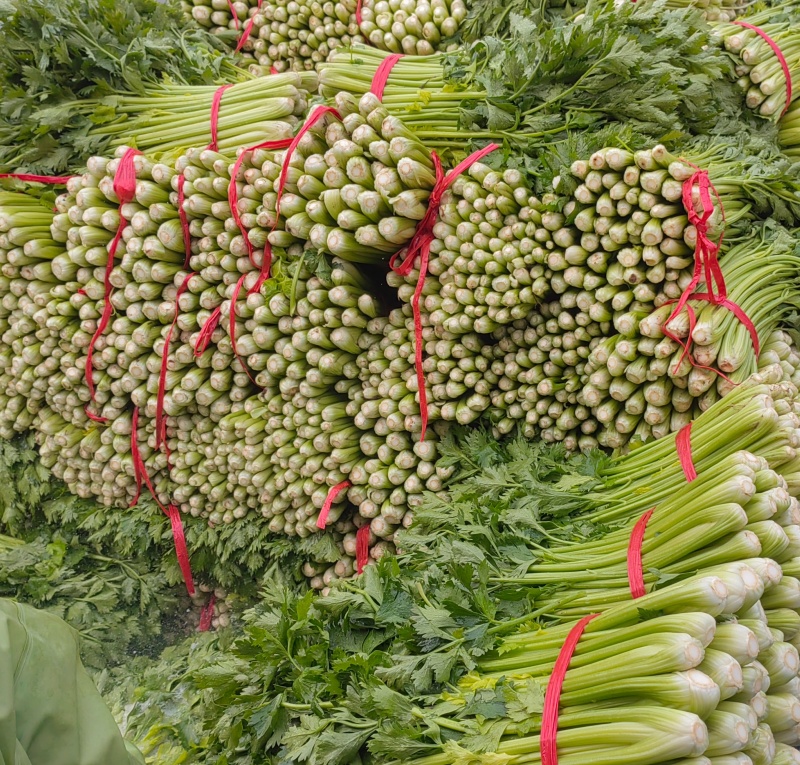 陕西大棚芹菜芹菜批发产地直供玻璃翠芹菜大量上市质优价廉