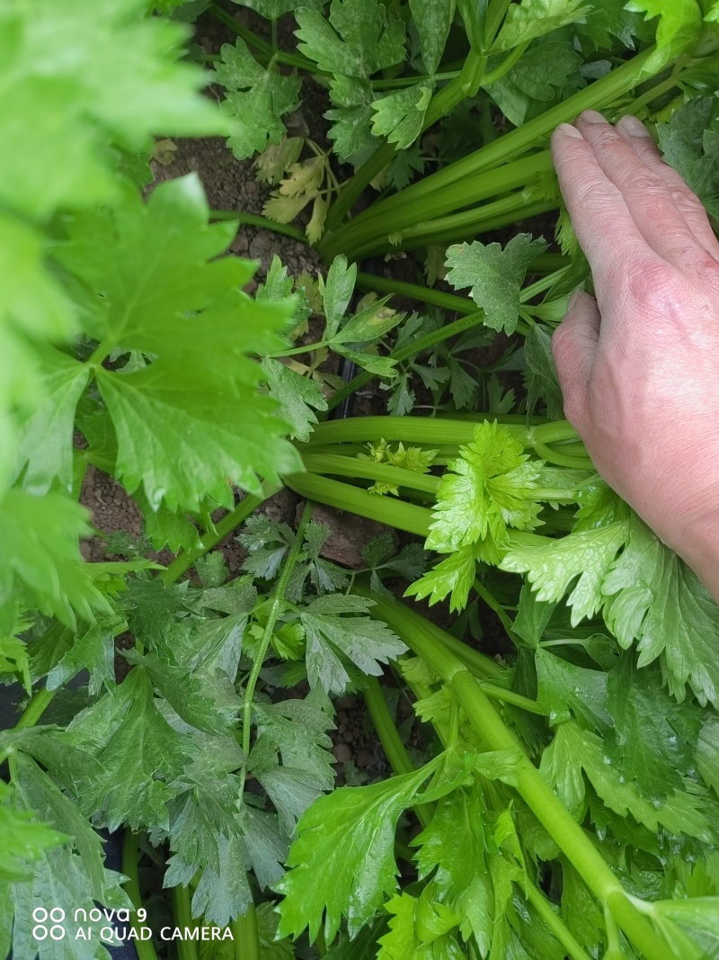 陕西大棚芹菜芹菜批发产地直供玻璃翠芹菜大量上市质优价廉