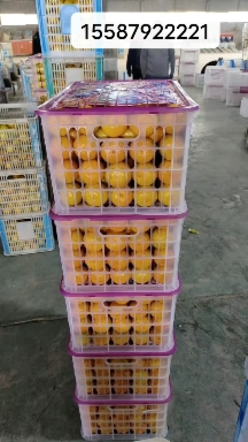 柑橘产地直销特早蜜橘果大皮薄味道甜蜜化渣自产自销万斤起批
