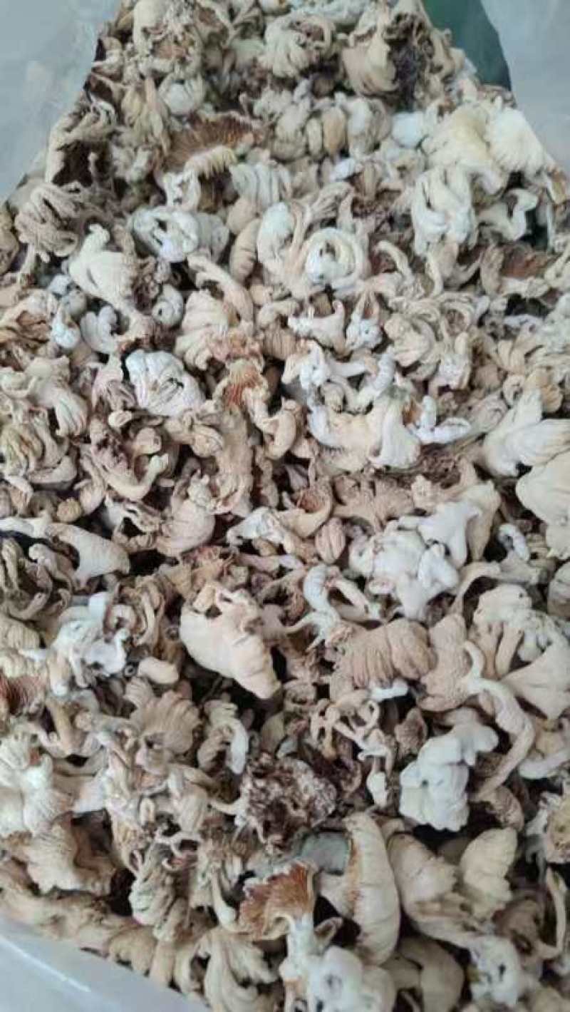 白参菌，营养丰富，口感鲜美，**特惠！