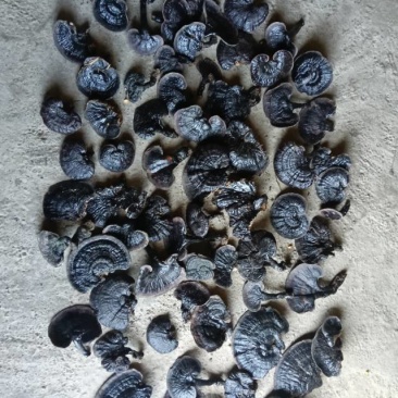 干品海口灵芝，***无添加
