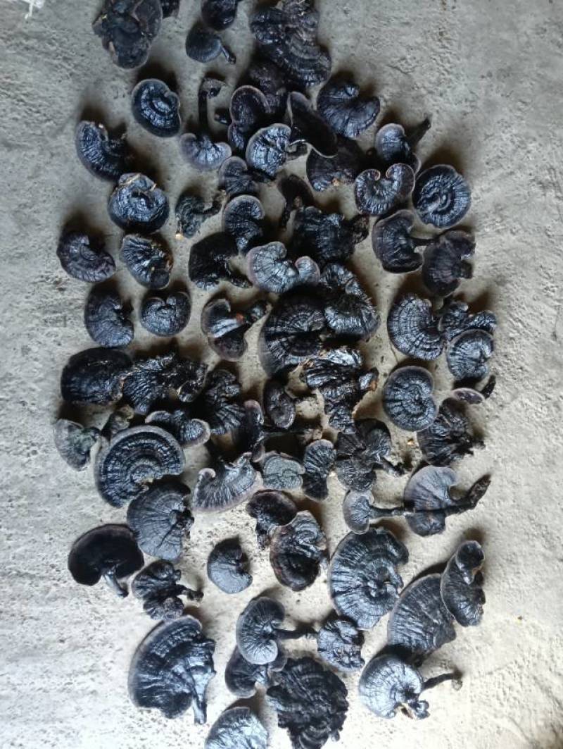 干品海口灵芝，***无添加