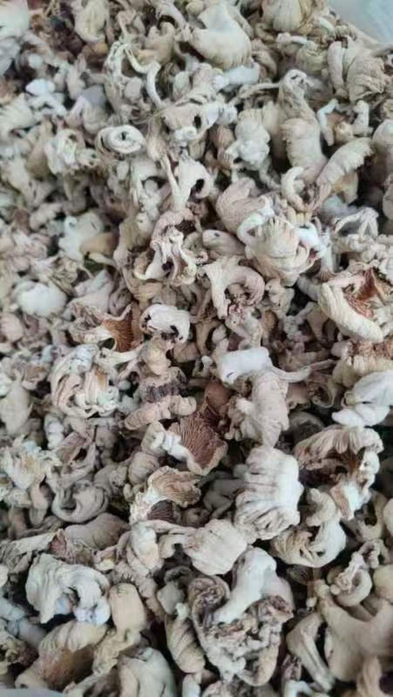 白参菌，营养丰富，口感鲜美，**特惠！