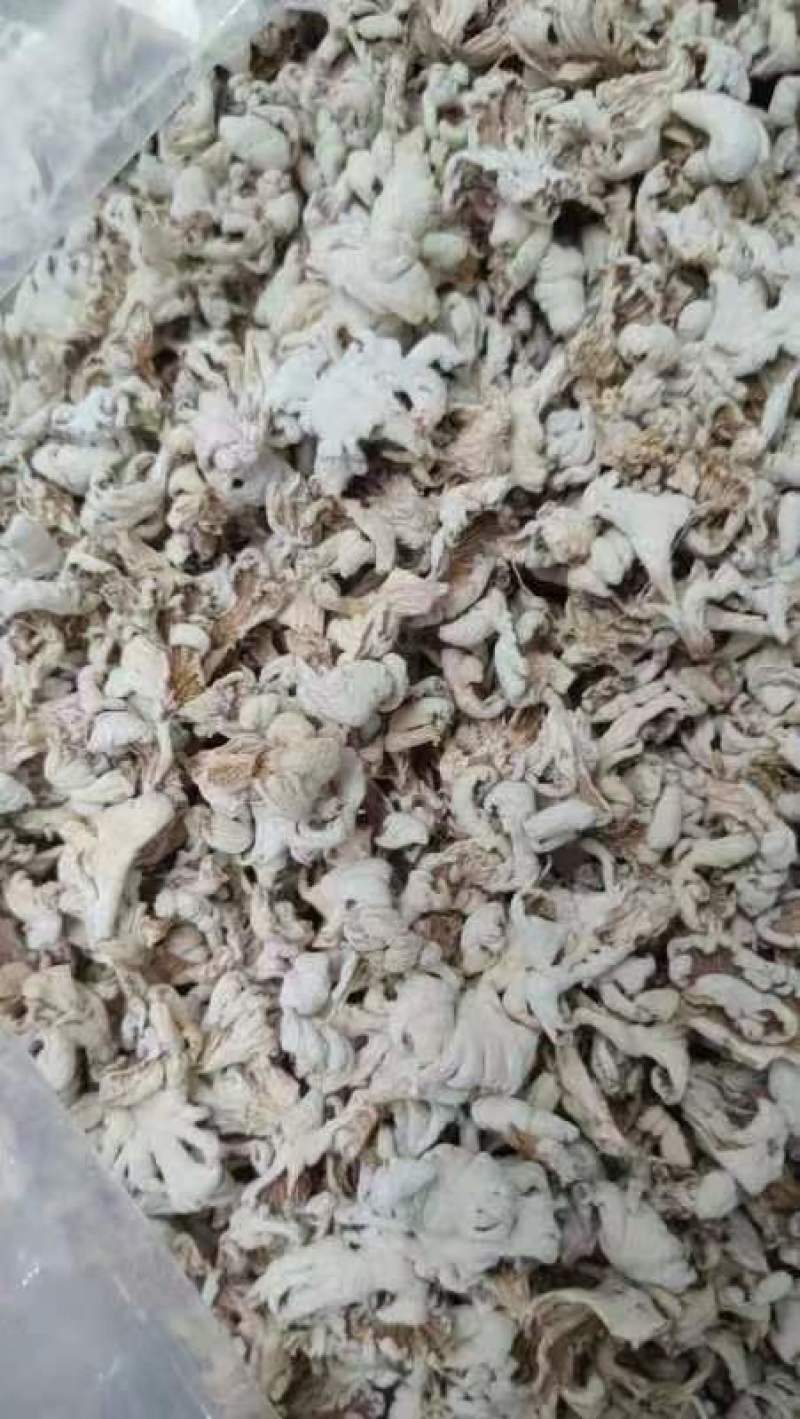 白参菌，营养丰富，口感鲜美，**特惠！