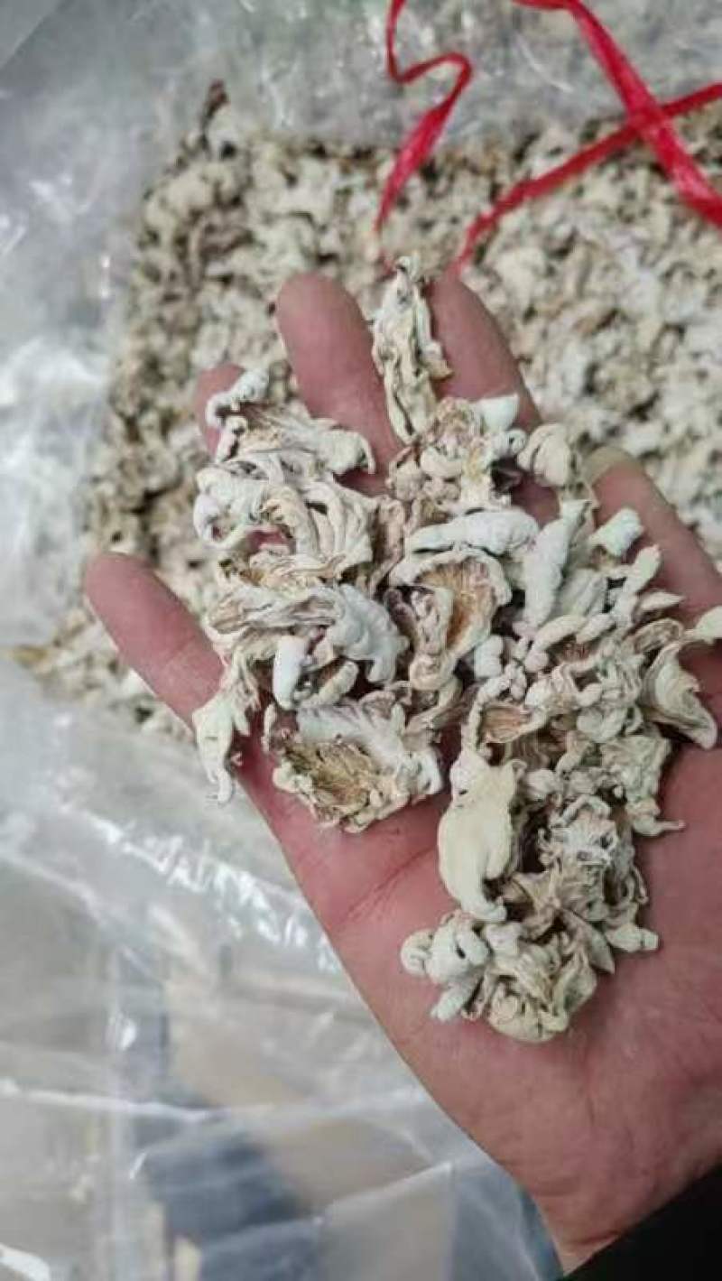 白参菌，营养丰富，口感鲜美，**特惠！