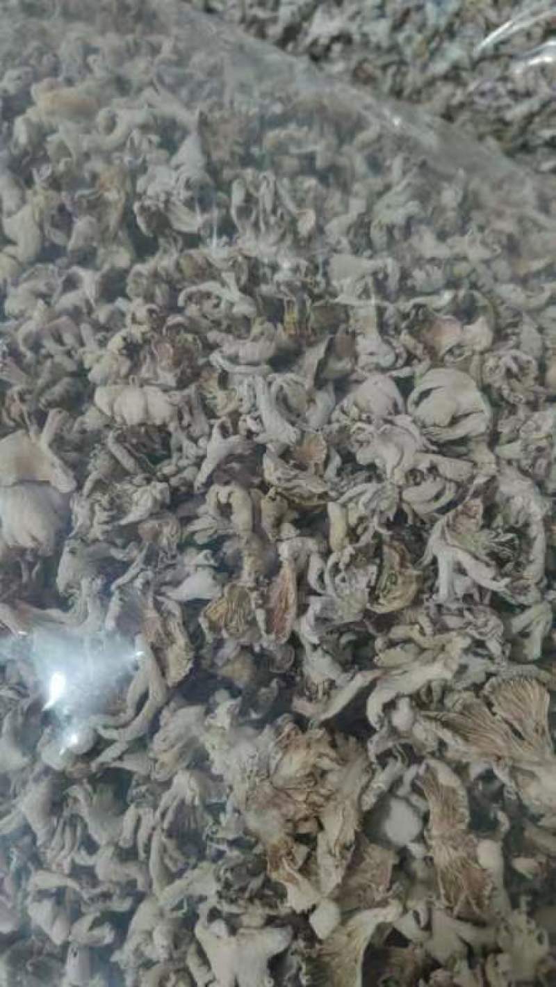 白参菌，营养丰富，口感鲜美，**特惠！