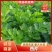 西芹陕西大棚芹菜玻璃翠芹菜批发产地直供高品质低价位