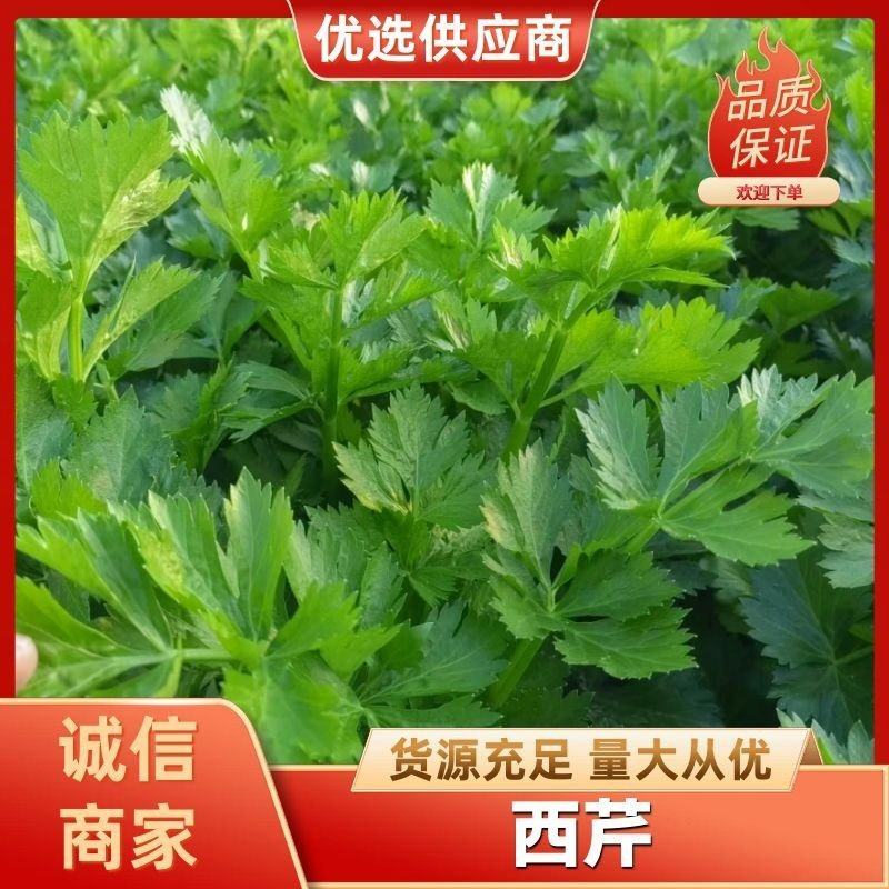 西芹陕西大棚芹菜玻璃翠芹菜批发产地直供高品质低价位