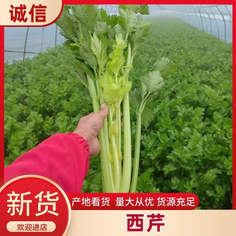 西芹陕西大棚芹菜玻璃翠芹菜批发产地直供高品质低价位