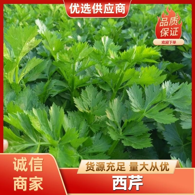 西芹陕西大棚芹菜玻璃翠芹菜批发产地直供高品质低价位