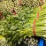 西芹陕西大棚芹菜玻璃翠芹菜批发产地直供高品质低价位