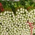 西芹陕西大棚芹菜玻璃翠芹菜批发产地直供高品质低价位