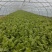 西芹陕西大棚芹菜玻璃翠芹菜批发产地直供高品质低价位