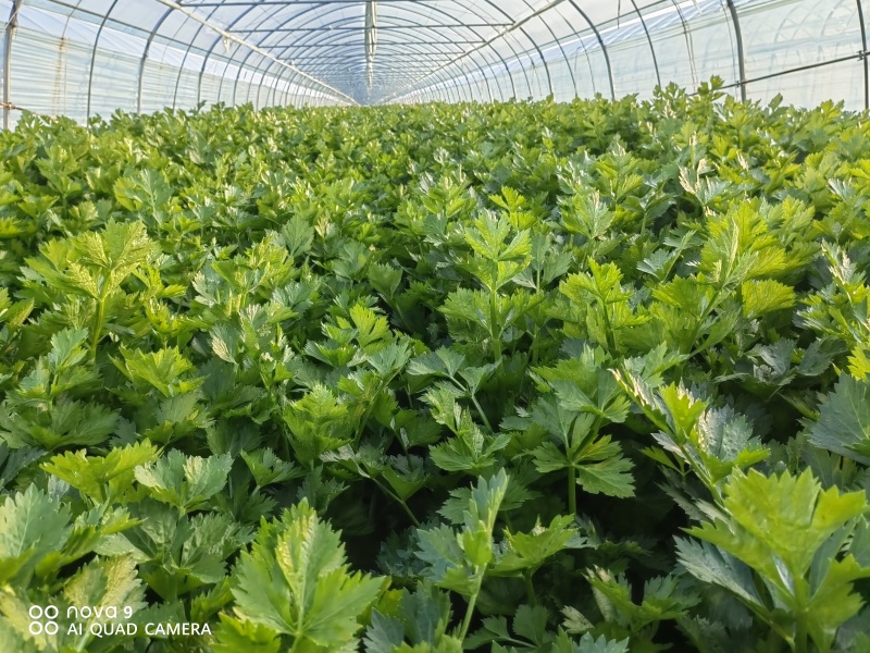 西芹陕西大棚芹菜玻璃翠芹菜批发产地直供高品质低价位