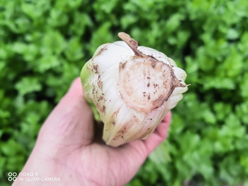 西芹陕西大棚芹菜玻璃翠芹菜批发产地直供高品质低价位