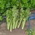 西芹陕西大棚芹菜玻璃翠芹菜批发产地直供高品质低价位