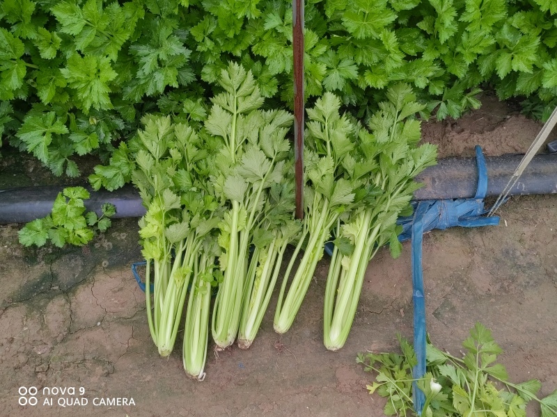 西芹陕西大棚芹菜玻璃翠芹菜批发产地直供高品质低价位