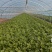 西芹陕西大棚芹菜玻璃翠芹菜批发产地直供高品质低价位